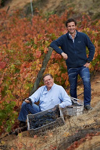 Aurelio Montes and his son Aurelio in Carmenre vineyard at harvest Apalta Colchagua Valley Chile