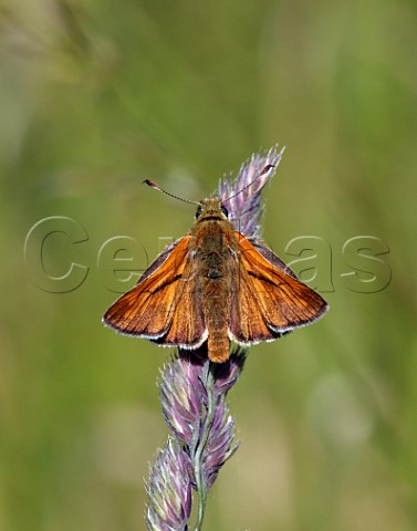 Large Skipper perched on grass Molesey Reservoirs Nature Reserve West Molesey Surrey England