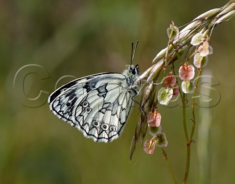 Marbled White perched on grass Molesey Reservoirs Nature Reserve West Molesey Surrey England