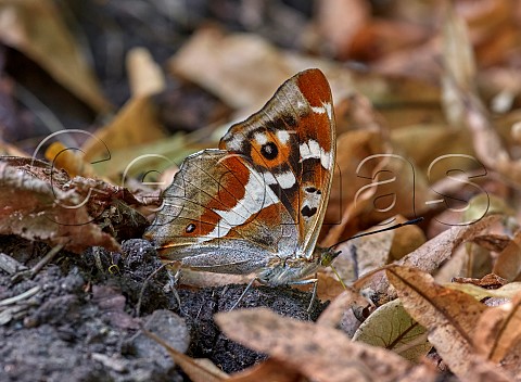 Purple Emperor taking minerals from dog poo with its proboscis Princes Coverts Oxshott Surrey England