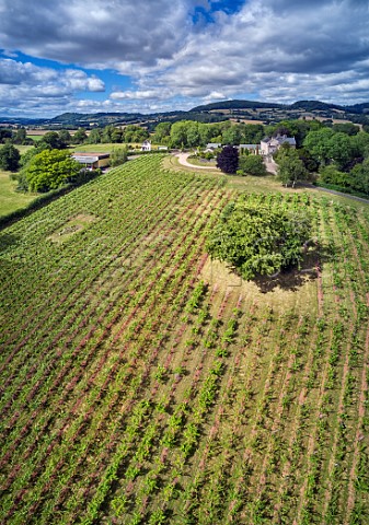 Vineyard and winery of Ancre Hill Estates  Monmouth Monmouthshire Wales