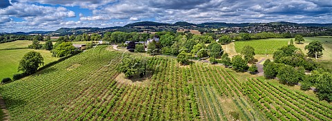 Vineyards of Ancre Hill Estates  Monmouth Monmouthshire Wales