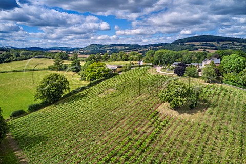 Vineyard and winery of Ancre Hill Estates  Monmouth Monmouthshire Wales