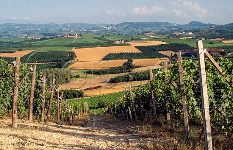 Monvligliero vineyard vines of Poderi Oddero on left and Burlotto on right Verduno Piedmont Italy Barolo