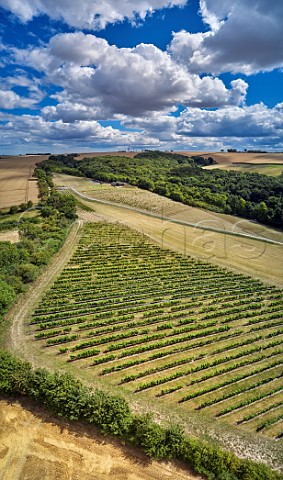 Little Wold Vineyard South Cave Brough East Yorkshire England