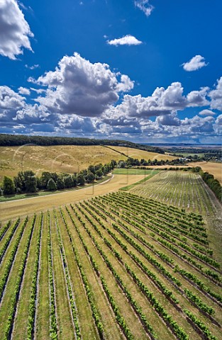 Little Wold Vineyard with the River Humber in distance South Cave Brough East Yorkshire England