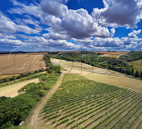 Little Wold Vineyard South Cave Brough East Yorkshire England