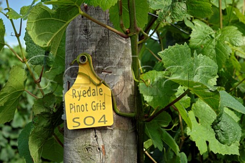 Row of Pinot Gris vines at Ryedale Vineyards Farfield Farm Westow North Yorkshire England