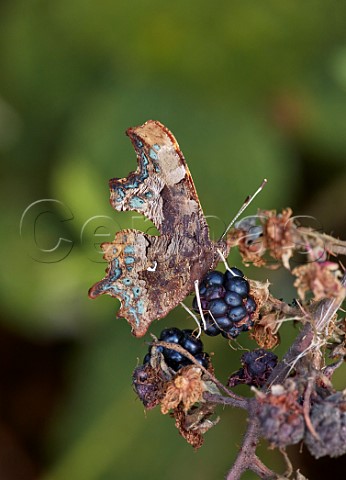 Comma butterfly on blackberries Hurst Meadows East Molesey Surrey England