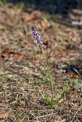 Autumn Squill flower stalk showing its grasslike leaves Hurst Park East Molesey Surrey England