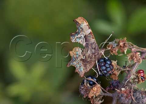 Comma butterfly on blackberries Hurst Meadows East Molesey Surrey England