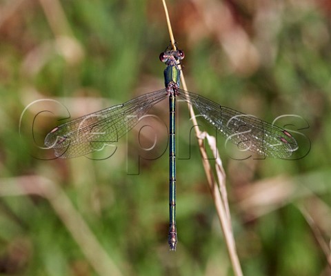 Willow Emerald damselfly female  East Molesey Surrey England