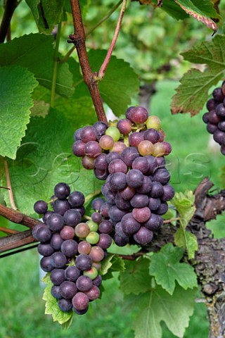 Vraison of Pinot Noir grapes Albury Organic Vineyard Silent Pool Albury Surrey England