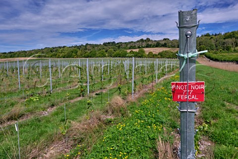 Young Pinot Noir vines at Albury Organic Vineyard  Silent Pool Albury Surrey England