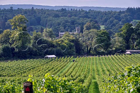 Albury Organic Vineyard with Sherbourne Catholic Apostolic Church beyond  Silent Pool Albury Surrey England