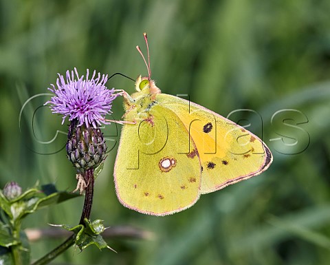 Clouded Yellow nectaring on thistle flower Hurst Meadows East Molesey Surrey England