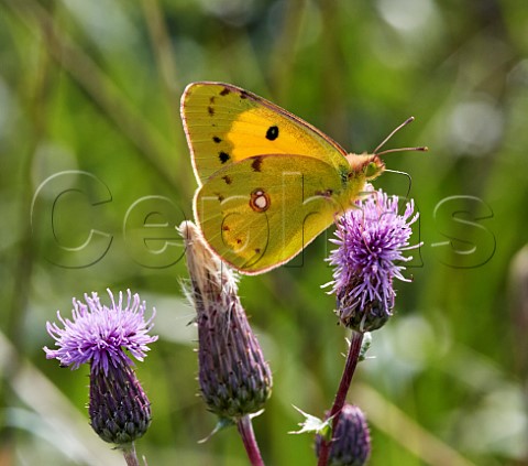 Clouded Yellow nectaring on thistle flowers Hurst Meadows East Molesey Surrey England