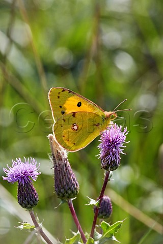 Clouded Yellow nectaring on thistle flowers Hurst Meadows East Molesey Surrey England