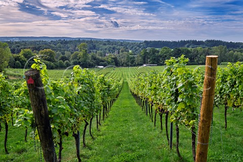 Pinot Noir vines of Albury Organic Vineyard  Silent Pool Albury Surrey England