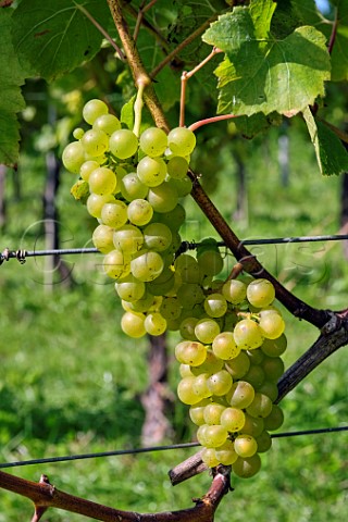 Chardonnay grapes Albury Organic Vineyard Silent Pool Albury Surrey England