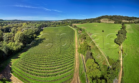 Chilworth Manor Vineyard with the Downs Link bridleway leading to St Marthas Hill and Church top right Chilworth Surrey England