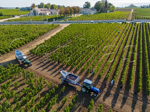 Merlot grape harvest in vineyard of Chteau Trottevieille Saint Emilion Gironde France StEmilion  Bordeaux
