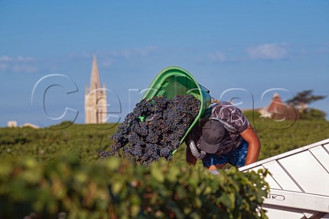 Harvest in vineyard of Chteau Trottevieille Saint Emilion Gironde France StEmilion  Bordeaux
