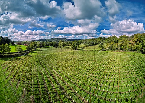 Tanhurst Estate Vineyard with Holmbury Hill in distance Holmbury St Mary Surrey England