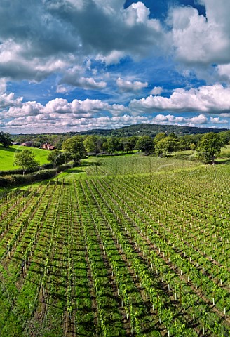 Tanhurst Estate Vineyard with Holmbury Hill in distance Holmbury St Mary Surrey England