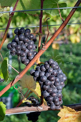 Bunches of Pinot Noir Prcoce grapes at JoJos Vineyard Russells Water Oxfordshire England