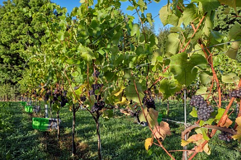 Bunches of Pinot Noir Prcoce grapes at harvest time in JoJos Vineyard Russells Water Oxfordshire England