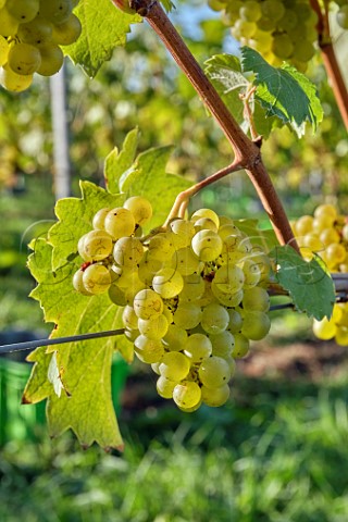 Bunches of Bacchus grapes at JoJos Vineyard Russells Water Oxfordshire England