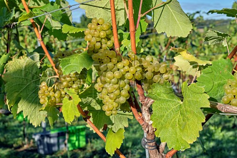 Bunches of Bacchus grapes at JoJos Vineyard Russells Water Oxfordshire England