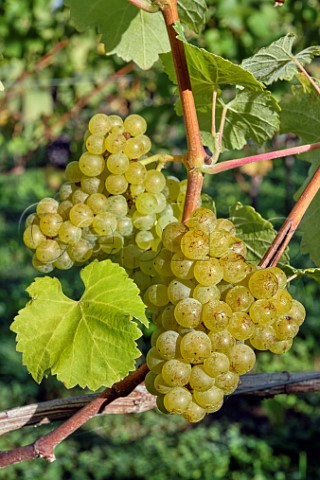 Bunches of Bacchus grapes at JoJos Vineyard Russells Water Oxfordshire England