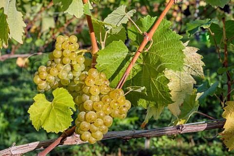 Bunches of Bacchus grapes at JoJos Vineyard Russells Water Oxfordshire England