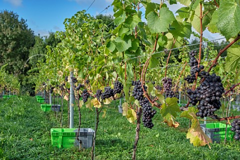 Bunches of Pinot Noir Prcoce grapes at harvest time in JoJos Vineyard Russells Water Oxfordshire England