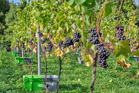 Pinot Noir Prcoce grapes at harvest time in JoJos Vineyard Russells Water Oxfordshire England