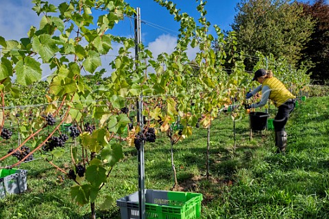 Tessa BeecherJones picking Pinot Noir Prcoce grapes at JoJos Vineyard Russells Water Oxfordshire England