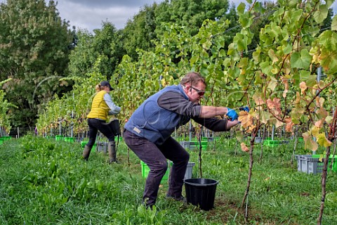 Ian and Tessa BeecherJones picking Pinot Noir Prcoce grapes at JoJos Vineyard Russells Water Oxfordshire England