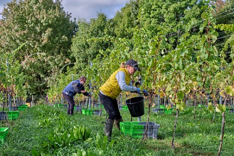 Ian and Tessa BeecherJones picking Pinot Noir Prcoce grapes at JoJos Vineyard Russells Water Oxfordshire England