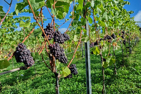 Bunches of Pinot Noir grapes at JoJos Vineyard Russells Water Oxfordshire England