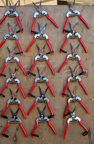 Secateurs ready for the grape harvest at JoJos Vineyard Russells Water Oxfordshire England