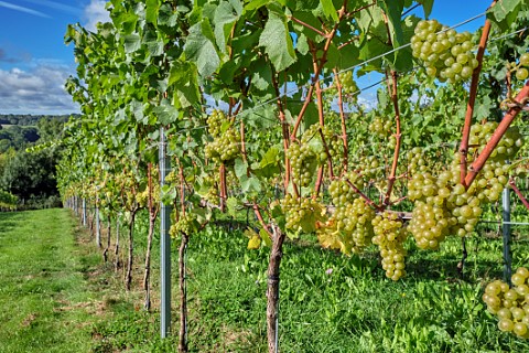Bunches of Chardonnay grapes at JoJos Vineyard Russells Water Oxfordshire England