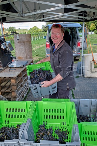 Ian BeecherJones weighing crates of harvested Pinot Noir Prcoce grapes at JoJos Vineyard Russells Water Oxfordshire England