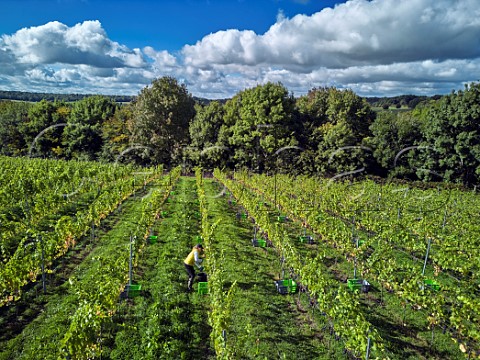 Tessa BeecherJones picking Pinot Noir Prcoce grapes at JoJos Vineyard Russells Water Oxfordshire England