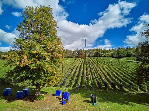 Picking Pinot Meunier grapes at Fairmile Vineyard Henley on Thames Oxfordshire England