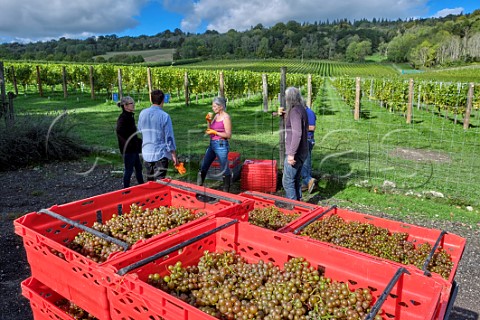 Crates of harvested Pinot Gris grapes at Albury Organic Vineyard Silent Pool Albury Surrey England