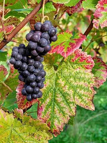 Pinot Noir grapes at Albury Organic Vineyard Silent Pool Albury Surrey England