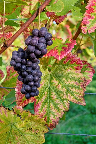 Pinot Noir grapes at Albury Organic Vineyard Silent Pool Albury Surrey England
