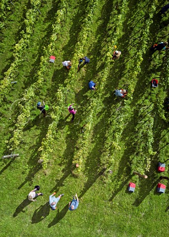 Picking Pinot Meunier grapes at Albury Organic Vineyard Silent Pool Albury Surrey England